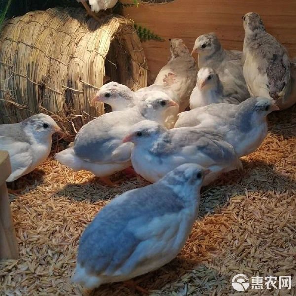 芦丁鸡迷你小鸡芦丁小鸡下蛋萌宠阳台宠物活体宠物鸡 可合作养殖