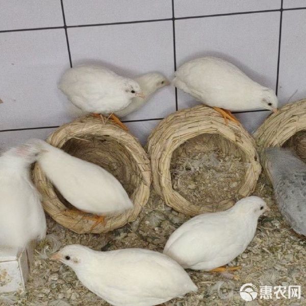 芦丁鸡迷你小鸡芦丁小鸡下蛋萌宠阳台宠物活体宠物鸡 可合作养殖