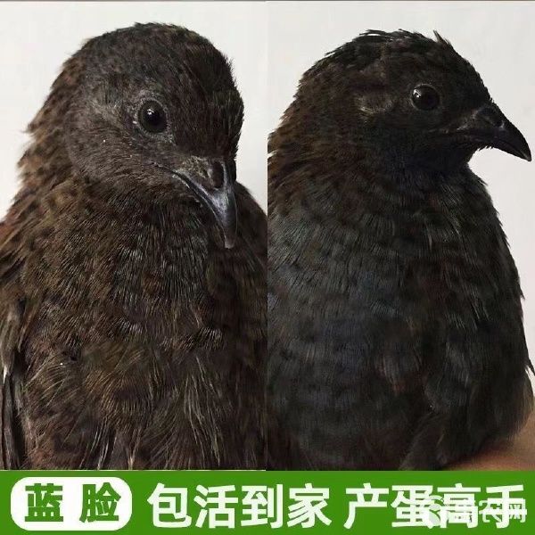芦丁鸡迷你小鸡芦丁小鸡下蛋萌宠阳台宠物活体宠物鸡 可合作养殖