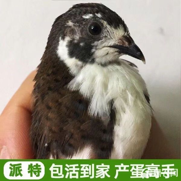 芦丁鸡迷你小鸡芦丁小鸡下蛋萌宠阳台宠物活体宠物鸡 可合作养殖