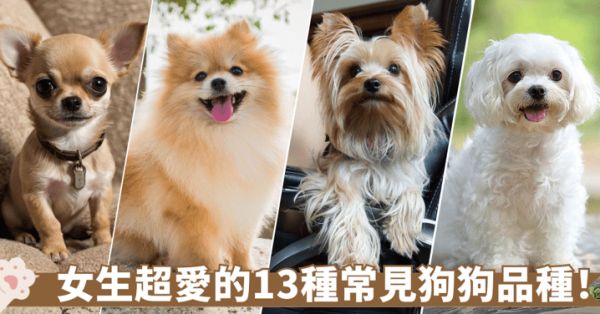 養狗前必看|13種適合室內養的小型犬推薦!壽命、性格、如何飼養 帶你找出適合的狗狗品種