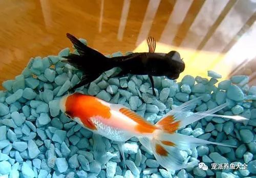 宠物鱼每周喂食2-3次即可。