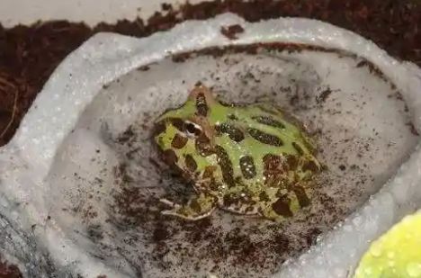 角蛙的食物选择指南