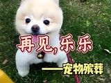 上海正规宠物殡葬-上海宠物火化电话