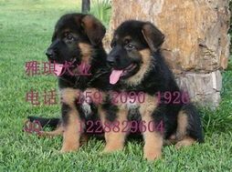 中长毛德牧:宠物养护指南