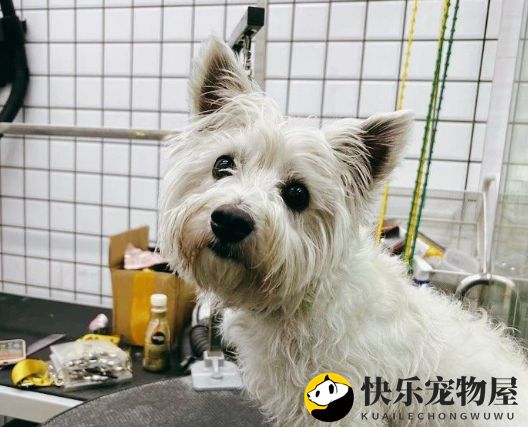 金色世家宠物家：专业、贴心的宠物服务平台