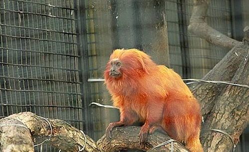 狨猴怎么养