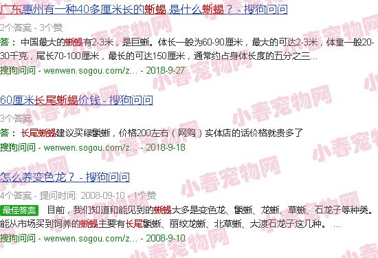 广东长尾蜥蜴图片
