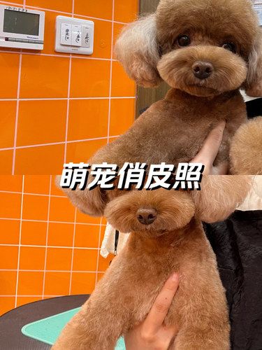 我家萌宠的新造型
