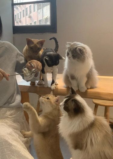 被猫猫包围好幸福