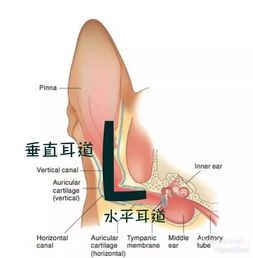 宠物健康:掌握小狗淋巴结位置与检查