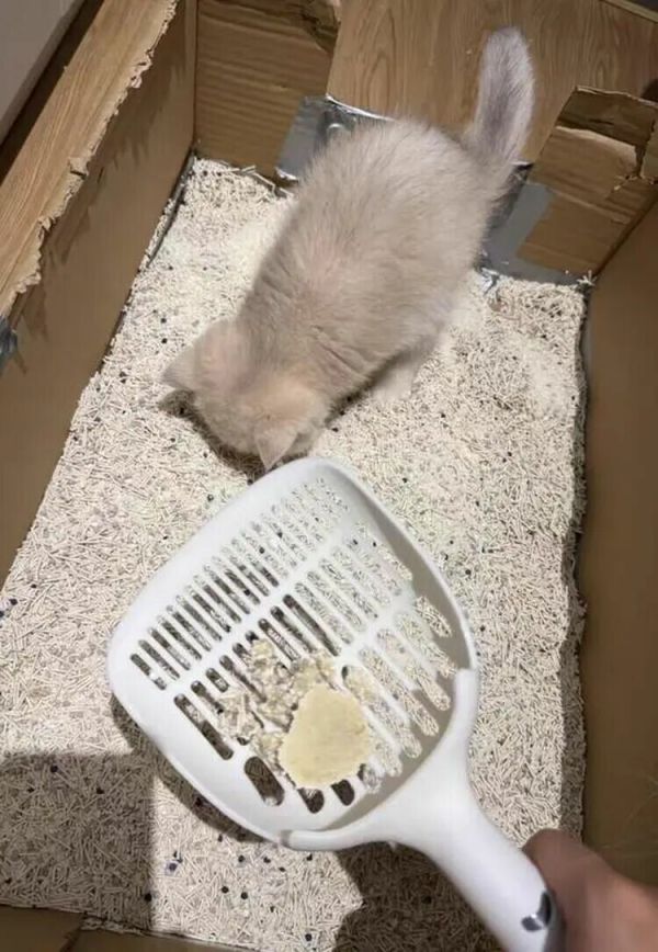 猫砂怎么选？除臭成分、种类、比例 3 大关键挑选指南