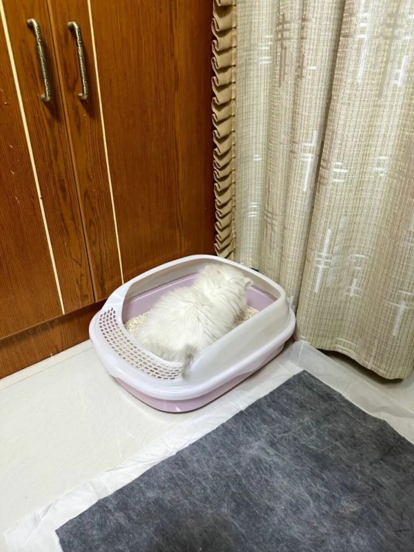 猫砂怎么选？除臭成分、种类、比例 3 大关键挑选指南