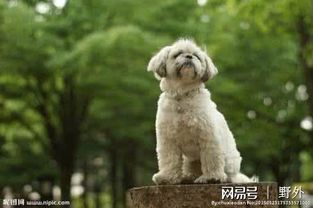 狗狗牙齿健康,5招轻松搞定!