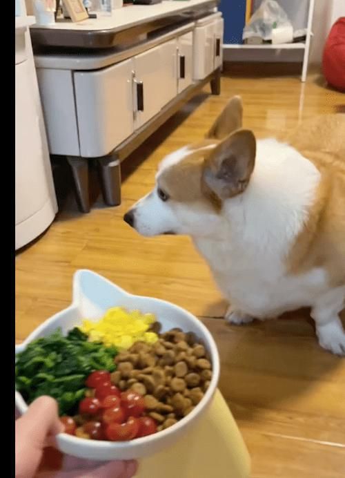 宠物狗减脂餐怎么做的