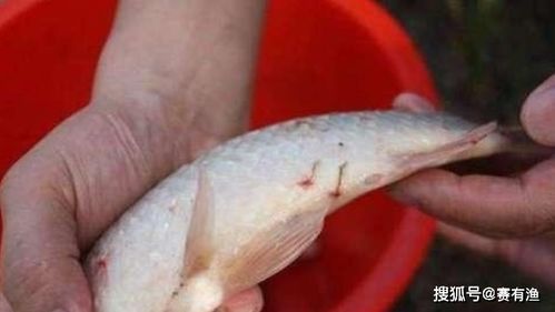 宠物寄生虫困扰?生态养鱼法来帮忙!