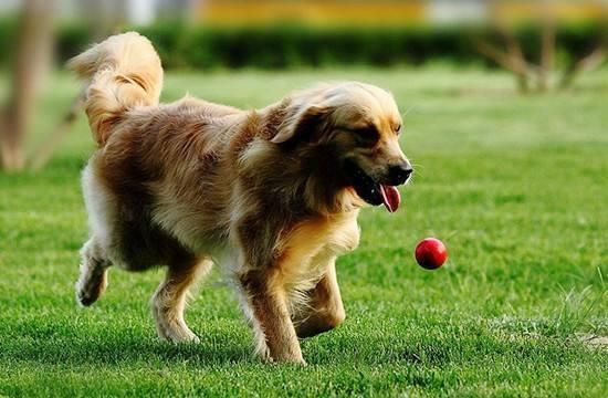 大型犬每日需喂食量,按体重科学调整。