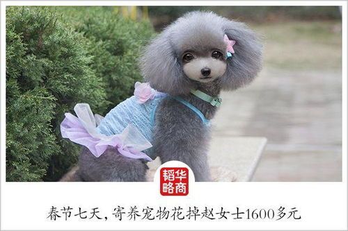 成都宠物代养，专业托管服务