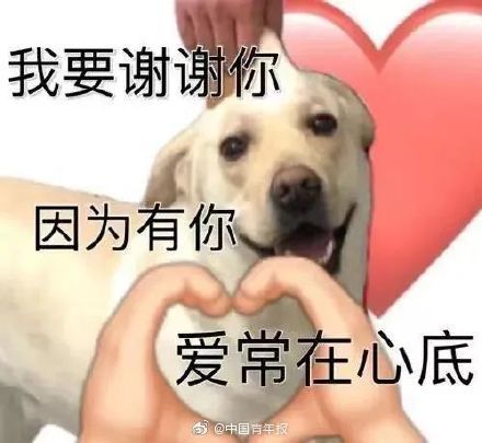 宠物托管中心：如何选择合适的托管服务？国内宠物托管中心排行榜