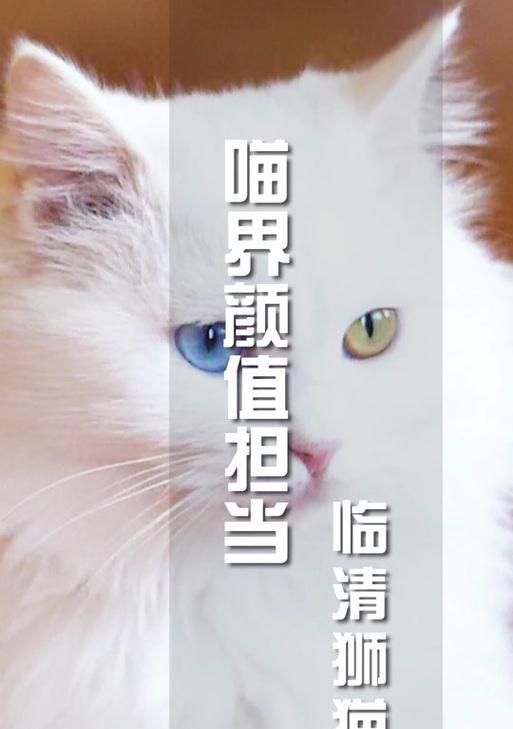 探寻山东狮子猫的价格与魅力（一窥山东狮子猫的市场行情与养殖技巧）