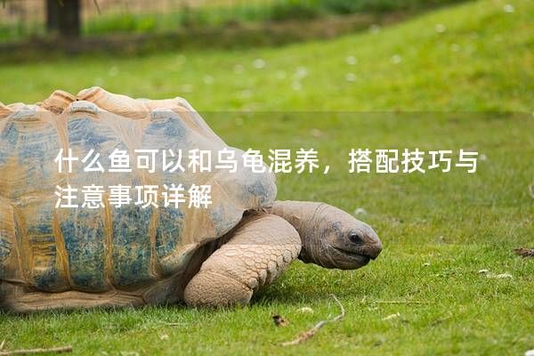 什么鱼可以和乌龟混养，搭配技巧与注意事项详解
