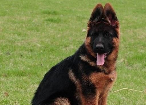 了解德国牧羊犬幼犬，成为贴心宠物主人（从外貌到性格，详解德国牧羊犬幼犬的特征）