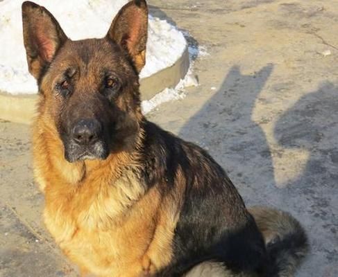 了解德国牧羊犬幼犬，成为贴心宠物主人（从外貌到性格，详解德国牧羊犬幼犬的特征）