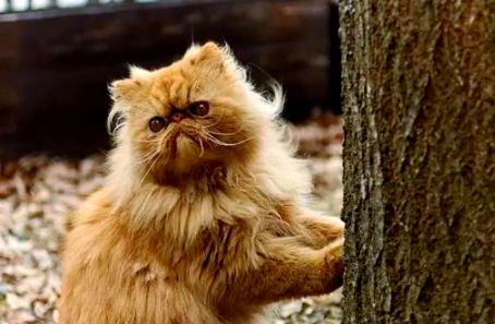 波斯猫全方位指南：品种介绍、性格特点与生活习性等详解