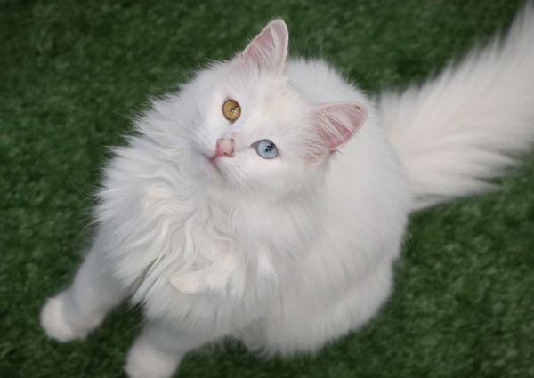 波斯猫全方位指南：品种介绍、性格特点与生活习性等详解