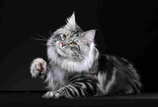 <a href=https://www.vso.com.cn/s/mianyinmao/ target=_blank class=infotextkey>缅因猫</a>如何喂养？了解缅因猫的生活<a href=https://www.vso.com.cn/baike/xixing/ target=_blank class=infotextkey>习性</a>