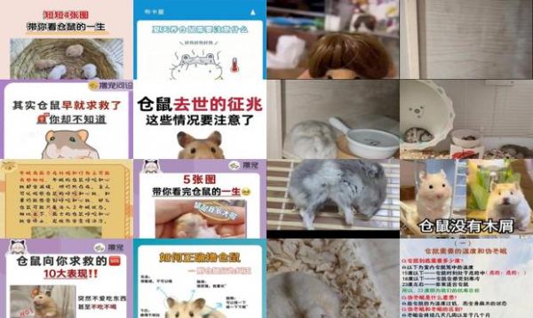 仓鼠多少温度会热死