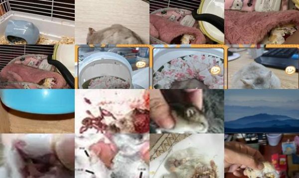 仓鼠被晒死了状态