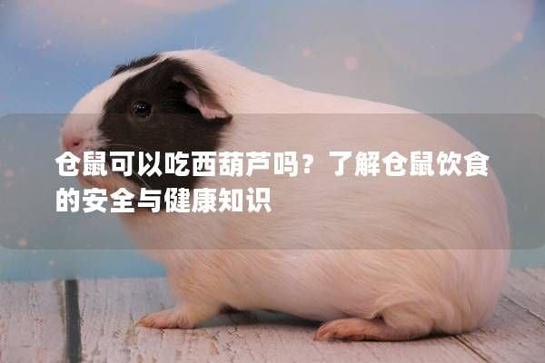 仓鼠可以吃西葫芦吗？了解仓鼠饮食的安全与健康知识
