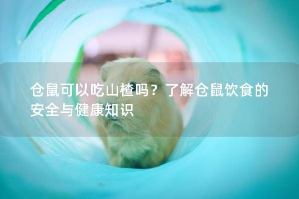 仓鼠可以吃山楂吗？了解仓鼠饮食的安全与健康知识