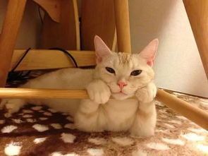猫咪叫声揭秘:意义与特点探秘