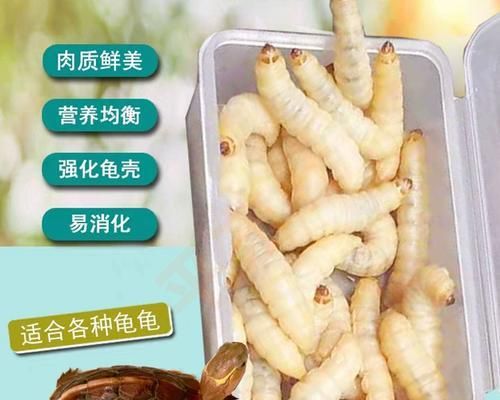 巴西龟的食量及合理喂养量（探究巴西龟每天的食量及合理饲养方法）