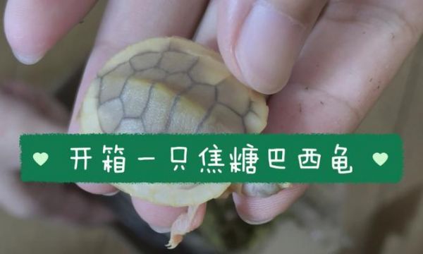 巴西龟的食量及合理喂养量（探究巴西龟每天的食量及合理饲养方法）