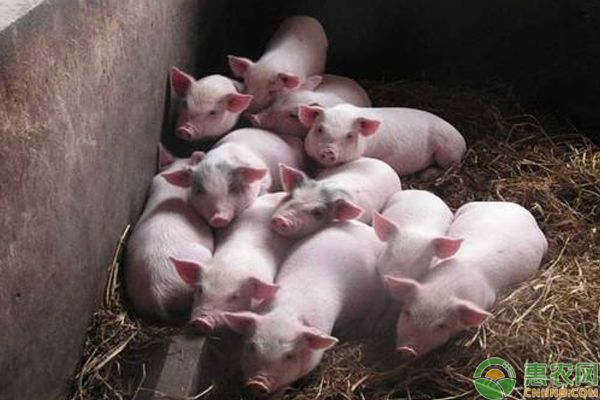 如何养殖出肉质极好的猪？需这样饲养管理及锻炼-图片版权归惠农网所有