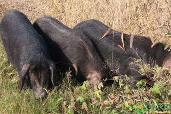 如何养殖出肉质极好的猪？需这样饲养管理及锻炼-图片版权归惠农网所有