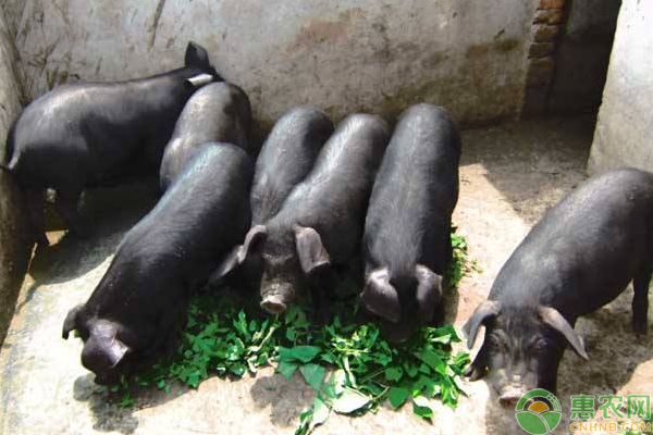 如何养殖出肉质极好的猪？需这样饲养管理及锻炼-图片版权归惠农网所有