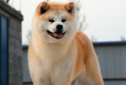 “秋田犬营养食谱,养宠必备!”