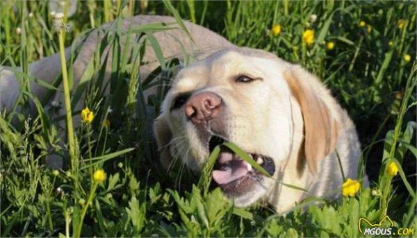 怎么判别犬粮适合狗狗？有这5种情况就要换粮，因为已经危害身体
