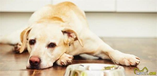 怎么判别犬粮适合狗狗？有这5种情况就要换粮，因为已经危害身体