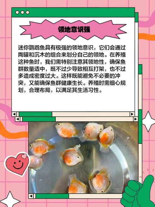 迷你鹦鹉鱼的养殖-迷你鹦鹉鱼养殖密度多少合适
