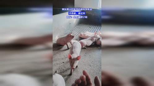 网友展示自家养的猪有多听话，手指谁，谁过来，网友：皇上翻牌子啦