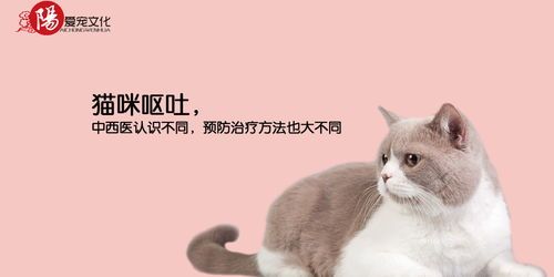 探究宠物猫死亡原因及预防措施