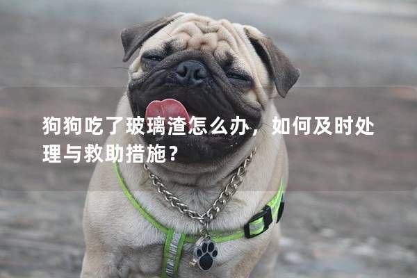 狗狗吃了玻璃渣怎么办，如何及时处理与救助措施？