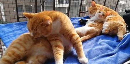 小猫夭折,宠物主人必看急救措施!