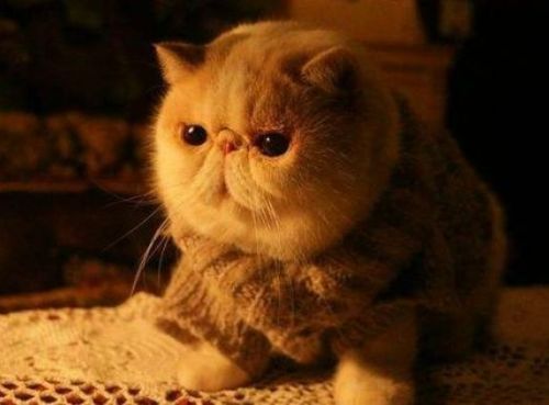 养出圆润加菲猫的秘诀