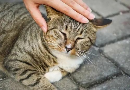 训练猫咪安静进食的秘诀